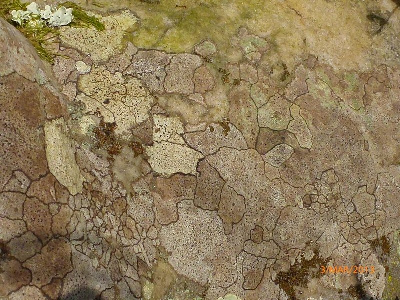 Lichens forestiers 3.3.2013 071